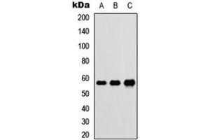 Western blot analysis of DnaJC3 expression in HEK293T (A), Raw264. (DNAJC3 Antikörper  (Center))