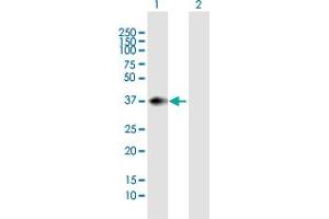 Western Blot analysis of PNMA1 expression in transfected 293T cell line by PNMA1 MaxPab polyclonal antibody. (PNMA1 Antikörper  (AA 1-353))