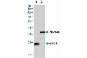 Western blot analysis using LIN28 monoclonal antibody, clone 6D1F9  against NTERA-2 cell lysate. (LIN28A Antikörper  (AA 93-209))