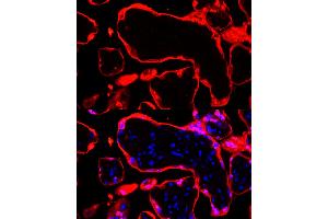 Immunofluorescence analysis of human placenta cells using S100P Rabbit mAb  at dilution of 1:100 (40x lens). (S100P Antikörper)