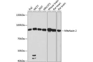 Western blot analysis of extracts of various cell lines, using Mitofusin 2 antibody (ABIN7268606) at 1:1000 dilution.
