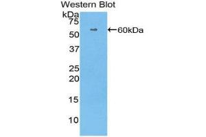 Western Blotting (WB) image for anti-Histidine-Rich Glycoprotein (HRG) (AA 18-254) antibody (ABIN1175741) (HRG Antikörper  (AA 18-254))