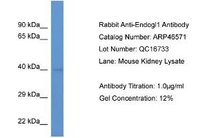Western Blotting (WB) image for anti-Endo/exonuclease (5'-3'), Endonuclease G-Like (EXOG) (N-Term) antibody (ABIN2782665) (EXOG Antikörper  (N-Term))