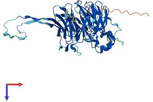 PPP2R2D Protein (AA 1-453) (His tag)