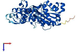 ACTR1A Protein (AA 1-376) (His tag)