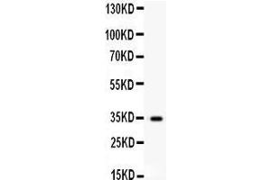 Western Blotting (WB) image for anti-Hepatocyte Growth Factor (Hepapoietin A, Scatter Factor) (HGF) (AA 33-64), (N-Term) antibody (ABIN3042443)