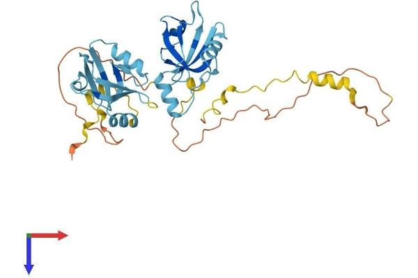 SLC9A3R2 Protein (AA 1-337) (His tag)