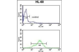 BAHD1 Antibody (C-term) (ABIN653104 and ABIN2842693) flow cytometry analysis of HL-60 cells (bottom histogram) compared to a negative control cell (top histogram). (BAHD1 Antikörper  (C-Term))