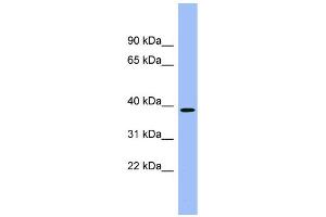 WB Suggested Anti-ACMSD Antibody Titration:  0. (ACMSD Antikörper  (Middle Region))