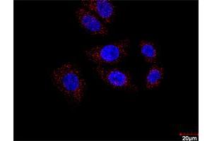 Proximity Ligation Assay (PLA) image for HDAC2 & HDAC1 Protein Protein Interaction Antibody Pair (ABIN1340374)