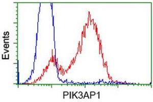 Image no. 5 for anti-phosphoinositide-3-Kinase Adaptor Protein 1 (PIK3AP1) antibody (ABIN1496822) (PIK3AP1 Antikörper)