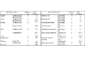 Distribution of 1F10 antigen in normal and tumor tissues (Endothelial Cells Antikörper)