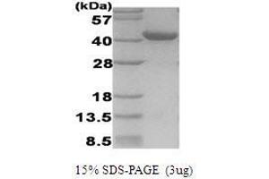 Figure annotation denotes ug of protein loaded and % gel used. (Hypoxia Inducible Factor 1, alpha Subunit (Basic Helix-Loop-Helix Transcription Factor) (HIF1A) (AA 530-826) Peptid)