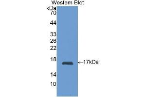 Western Blotting (WB) image for anti-Retinol Binding Protein 1, Cellular (RBP1) (AA 2-135) antibody (ABIN1078472)