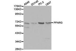 Western Blotting (WB) image for anti-Peroxisome Proliferator-Activated Receptor gamma (PPARG) antibody (ABIN1874206) (PPARG Antikörper)