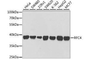 Western blot analysis of extracts of various cell lines, using RFC4 antibody. (RFC4 Antikörper  (AA 204-363))