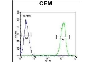 IKZF1 Antibody (C-term) (ABIN654180 and ABIN2844035) flow cytometric analysis of CEM cells (right histogram) compared to a negative control cell (left histogram).