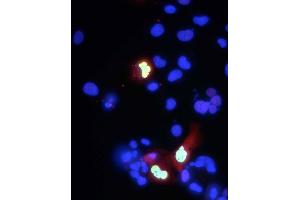 Transfected cell immunofluorescence: COS-1 cells expressing myc-tagged human Co-Rest. (CoREST Antikörper  (AA 109-293))