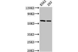 Western Blot Positive WB detected in: K562 whole cell lysate, 293 whole cell lysate All lanes: CCT7 antibody at 3 μg/mL Secondary Goat polyclonal to rabbit IgG at 1/50000 dilution Predicted band size: 60, 38, 55, 51 kDa Observed band size: 60 kDa (CCT7 Antikörper  (AA 240-543))