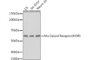 Western blot analysis of extracts of various cell lines, using Mu Opioid Receptor(MOR) antibody (ABIN7269101) at 1:1000 dilution. (Mu Opioid Receptor 1 Antikörper  (C-Term))