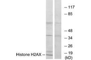 Western blot analysis of extracts from HT-29 cells, using Histone H2AX  Antibody. (H2AFX Antikörper  (AA 94-143))