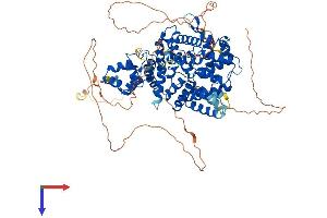 Cyclin F Protein (CCNF) (AA 1-777) (His tag)