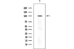Western blot analysis of lysates from Rat brain, using Phospho-PS (Tyr340) Antibody at 1/1000 dilution.
