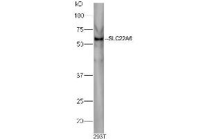 293T cell lysates probed with Rabbit Anti-Slco1a1 Polyclonal Antibody, Unconjugated  at 1:500 for 90 min at 37˚C. (Slco1a1 Antikörper  (AA 2-90))