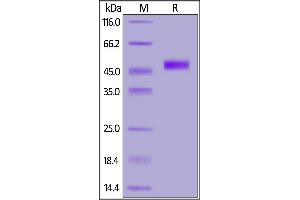 Cynomolgus CD3E&CD3G Heterodimer Protein, Fc Tag&Fc Tag on  under reducing (R) condition.