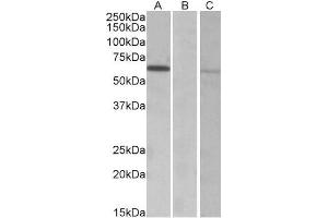 HEK293 lysate (10ug protein in RIPA buffer) over expressing Human MKRN1 with DYKDDDDK tag probed with ABIN768634 (0. (MKRN1 Antikörper  (AA 105-118))