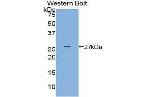 Western Blotting (WB) image for anti-Heat shock factor protein 2 (HSF2) (AA 1-200) antibody (ABIN1859207) (HSF2 Antikörper  (AA 1-200))