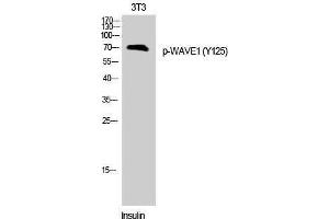 Western Blotting (WB) image for anti-WAS Protein Family, Member 1 (WASF1) (pTyr125) antibody (ABIN3173244) (WASF1 Antikörper  (pTyr125))