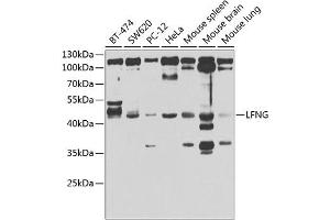 Western blot analysis of extracts of various cell lines, using LFNG antibody (ABIN6131859, ABIN6143153, ABIN6143155 and ABIN6223317) at 1:1000 dilution. (LFNG Antikörper  (AA 1-250))