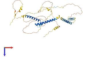 BHLHE40 Protein (AA 1-411) (His tag)
