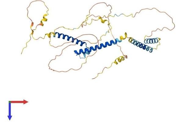 BHLHE40 Protein (AA 1-411) (His tag)
