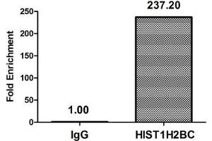 Chromatin Immunoprecipitation Hela (10 6 , treated with 30 mM sodium butyrate for 4h) were treated with Micrococcal Nuclease, sonicated, and immunoprecipitated with 5 μg anti-HIST1H2BC (ABIN7139170) or a control normal rabbit IgG.