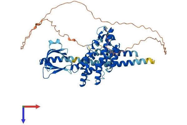 PLEKHA8 Protein (AA 1-519) (His tag)