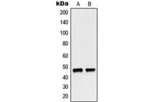 Western blot analysis of p47 phox expression in MCF7 (A), HeLa (B) whole cell lysates.