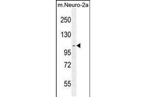 Western blot analysis in mouse Neuro-2a cell line lysates (35ug/lane). (SCARF2 Antikörper  (C-Term))