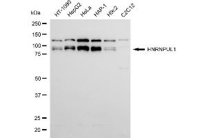 Western blotting analysis using HNRNPUL1 antibody (ABIN7798903). (Rekombinanter HNRNPUL1 Antikörper)