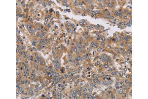 Immunohistochemistry (IHC) image for anti-Potassium Voltage-Gated Channel, Subfamily G, Member 1 (KCNG1) antibody (ABIN2433237) (KCNG1 Antikörper)