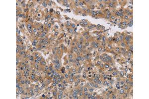 Immunohistochemistry (IHC) image for anti-Potassium Voltage-Gated Channel, Subfamily G, Member 1 (KCNG1) antibody (ABIN2433236) (KCNG1 Antikörper)