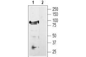 Western blot analysis of rat DRG lysate: - 1. (TRPV1 Antikörper  (C-Term, Intracellular))