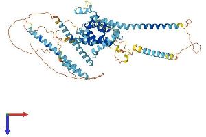 RUNDC1 Protein (AA 1-615) (His tag)