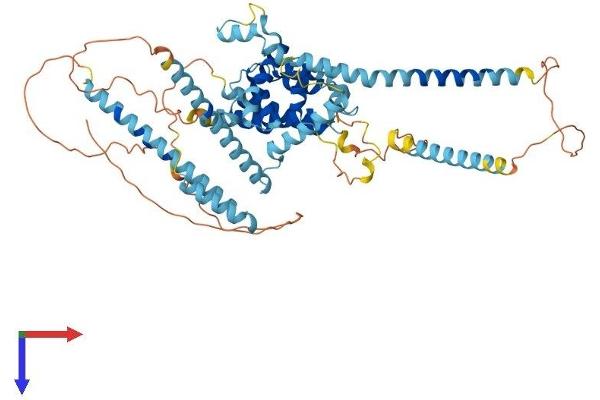 RUNDC1 Protein (AA 1-615) (His tag)