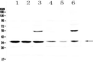 Western blot analysis of JunD using anti-JunD antibody . (JunD Antikörper)