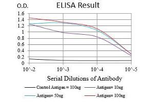Black line: Control Antigen (100 ng), Purple line: Antigen(10 ng), Blue line: Antigen (50 ng), Red line: Antigen (100 ng), (EGFR Antikörper  (AA 693-893))