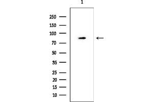 Western blot analysis of lysates from HUVEC cells, using POSTN Mouse Monoclonal Antibody at 1/1000 dilution.