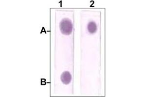 Dot Blot : 1 ug peptide was blot onto NC membrane. (STAT3 Antikörper)