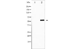 FOXO4 Antikörper  (pSer197)